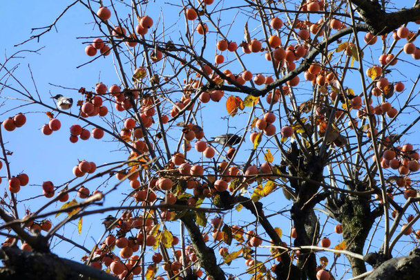 Íze ősz, kis madarak csipkedő datolyaszilva gyümölcs                                - Fotó, kép