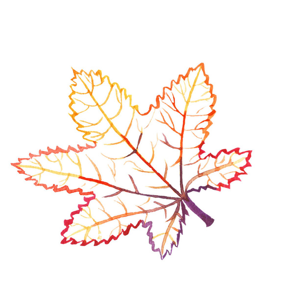 Hand-drawn watercolor outline of a maple leaf - Фото, зображення