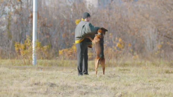 Een man die zijn duitse herdershond traint - de hond klemt sterk tanden op een mouw van de beschermende jas - Video