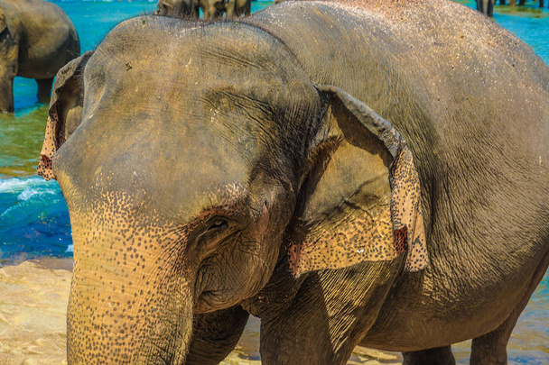 Elephant orphanage (Sri Lanka Pinnawara) - Photo, Image