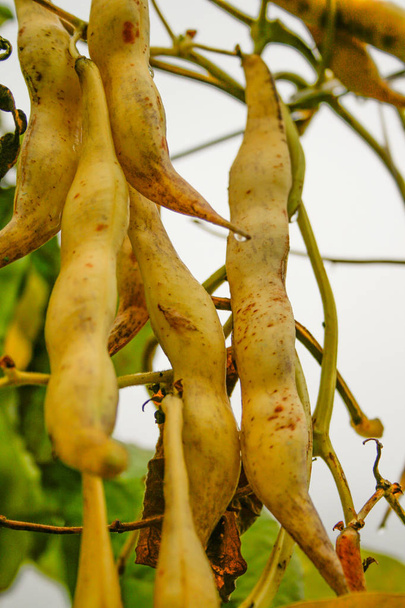 Yellow bean pods in the plant, ready to be picked - Fotó, kép