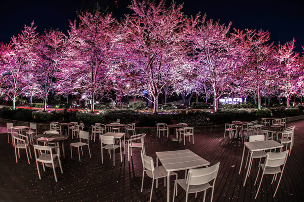 Pleine floraison du cerisier et du Tokyo Midtown
 - Photo, image
