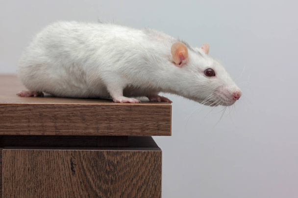 Egy fehér patkány áll egy fa asztalon.. - Fotó, kép