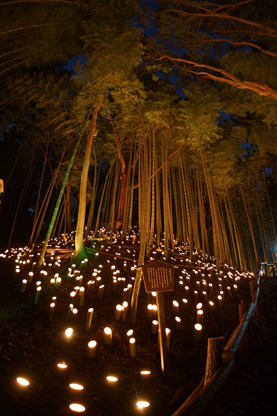 Iluminación de pequeño diámetro de la arboleda de bambú (pequeño escritorio Bosque de castillo de ciudadano
) - Foto, imagen