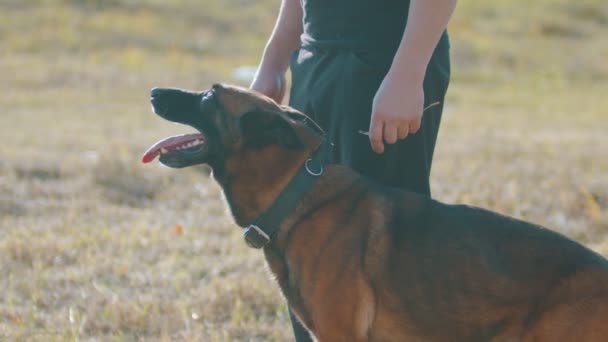 Un hombre entrenador mascota su perro pastor alemán
 - Metraje, vídeo