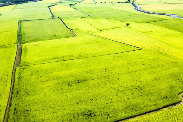Légi kilátás gyönyörű rizs mezők Taitung. Tajvan. - Fotó, kép