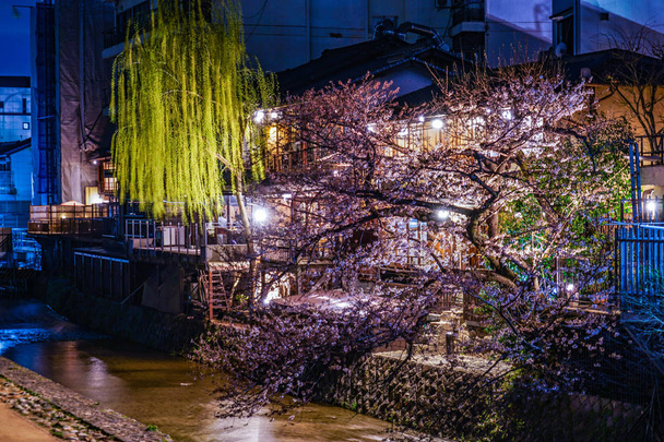 City and cherry tree of Kyoto Pontocho - Photo, Image