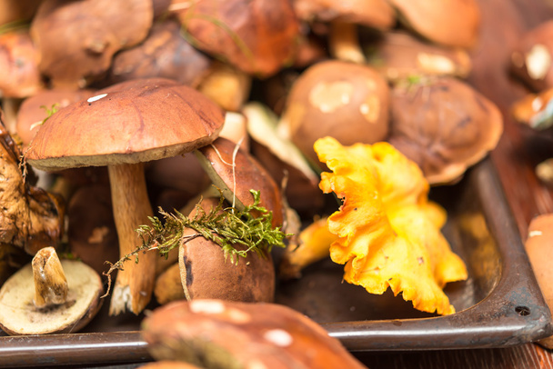 mushrooms - Foto, Imagen