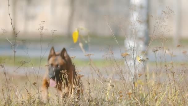 Alman çoban köpeği koşuyor ve çimlere oturuyor. - Video, Çekim