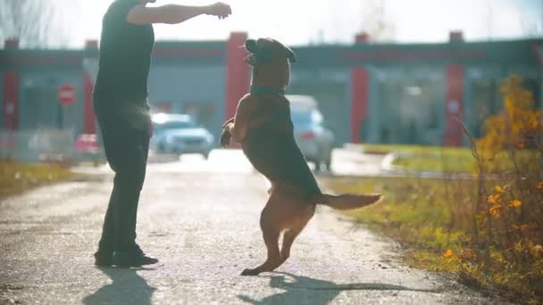 A man trainer making his german shepherd dog stand on hind legs and gives the dog a treat - Felvétel, videó