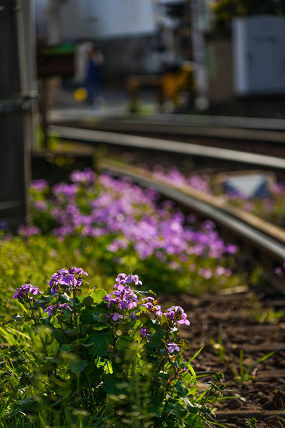 Toden Arakawa linie a květiny 4 - Fotografie, Obrázek