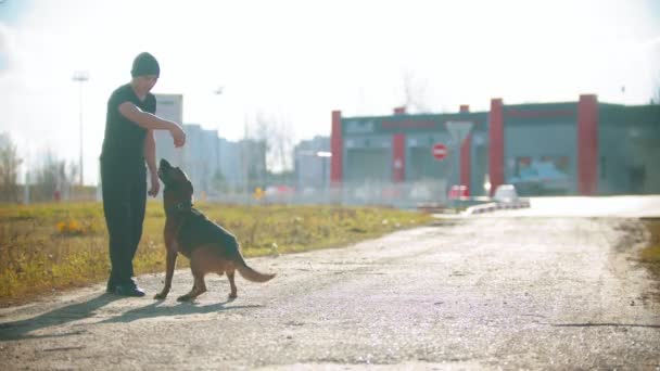 Mężczyzna trener robi owczarek niemiecki pies stoi na tylnych nogach i daje psu ucztę - Materiał filmowy, wideo