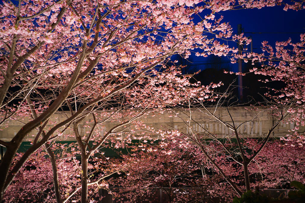 Kawazu wiśnia drzewo i gwałt Miurakaigan - Zdjęcie, obraz