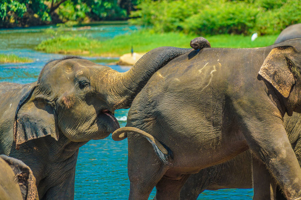 Afbeelding van een wilde olifant (Sri Lanka Pinnawara) - Foto, afbeelding