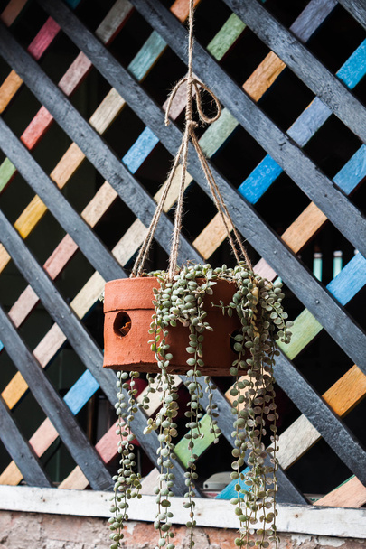 Planta en cesta colgante hecha a mano con cuerda de fibra natural
 - Foto, imagen