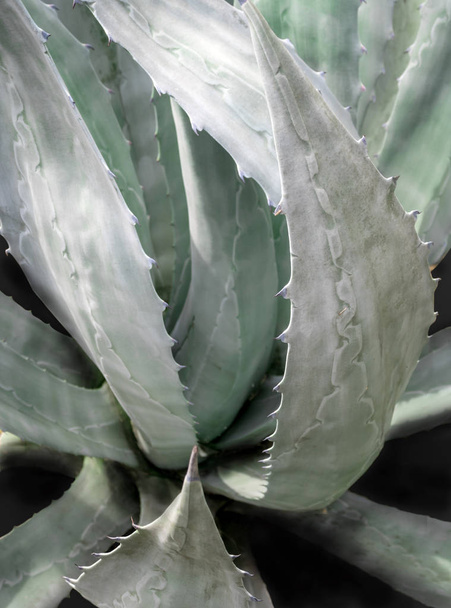 Planta suculenta primer plano, hojas frescas detalle de Agave americana
 - Foto, imagen