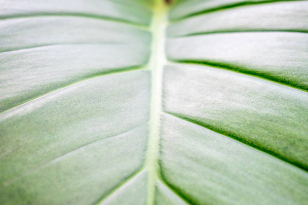 La textura de las hojas verdes. Imagen de primer plano
. - Foto, Imagen