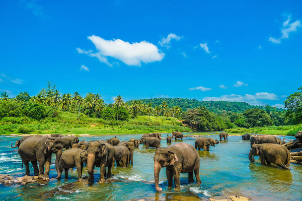 Sierociniec dla słoni (Sri Lanka Pinnawara) - Zdjęcie, obraz