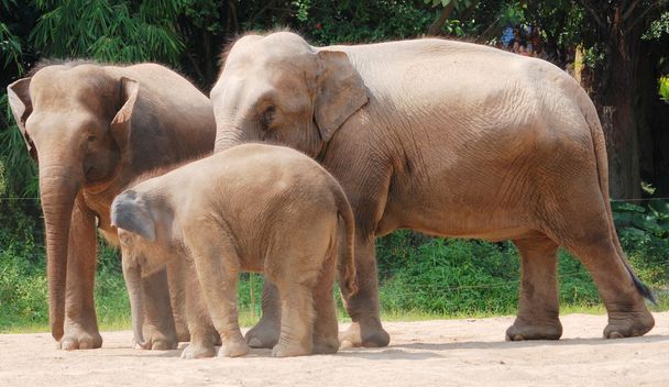 Wild animal elephant family - Foto, Imagen