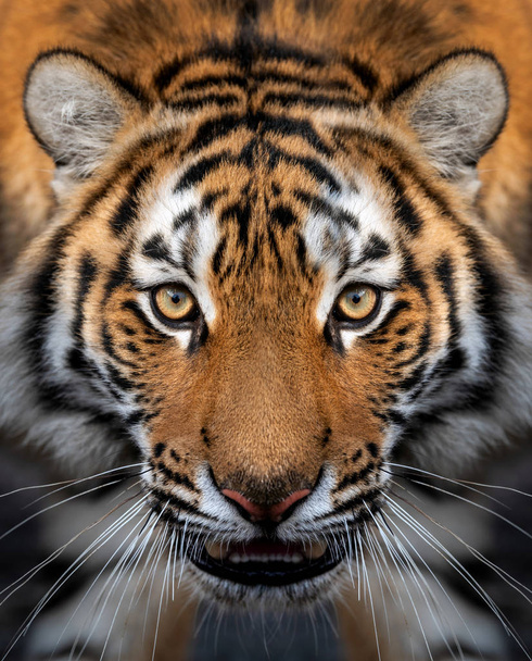 Vista de perto retrato de um tigre siberiano
 - Foto, Imagem