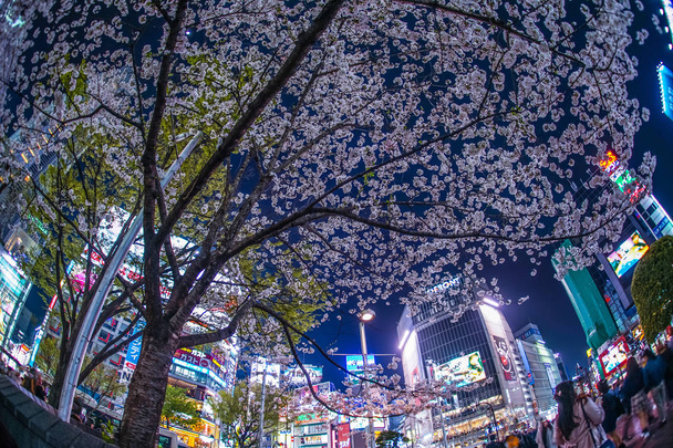 Sakura 'nın Shibuya İstasyonu - Fotoğraf, Görsel