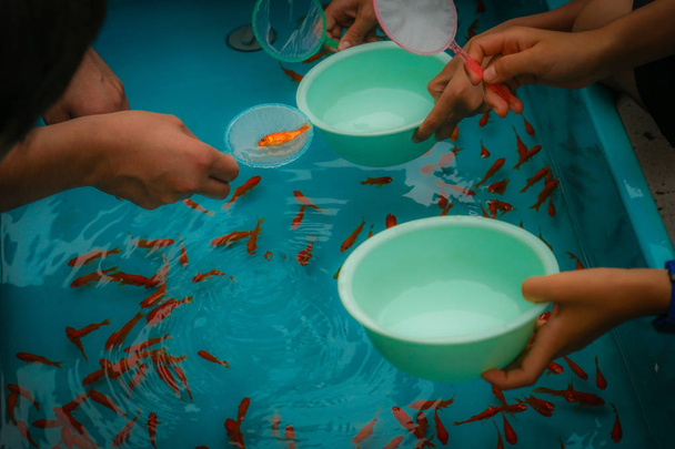 Imagem da salvação do peixe-dourado do festival de verão
 - Foto, Imagem