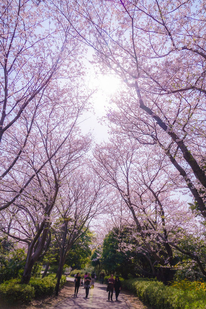 Pleine floraison de cerise Honmoku sommet Park (Yokohama
) - Photo, image