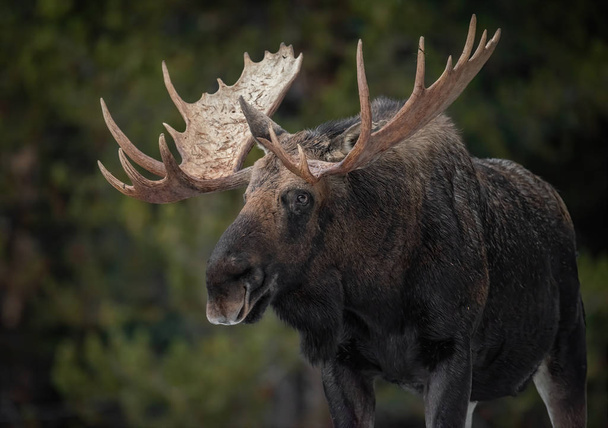 Moose in Jasper Canada in Winter - 写真・画像