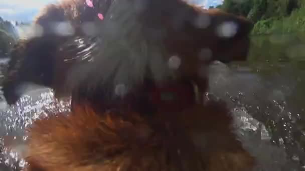 Egy narancssárga kutya, kamerával a hátán úszik egy napsütéses napon. - Felvétel, videó