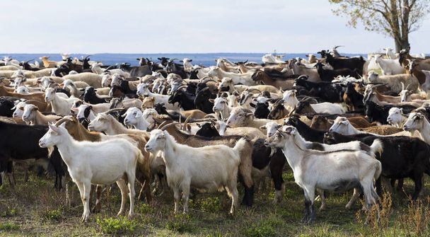 A herd of goats and sheep. Animals graze in the meadow. Pastures of Europe. - Фото, зображення