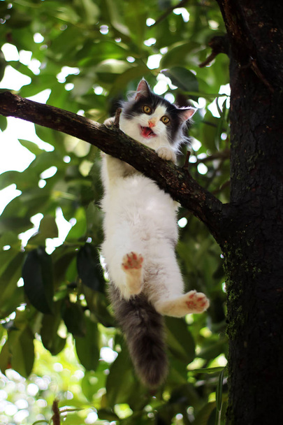 Gyönyörű kis macska ragadt egy fán a kertben - Fotó, kép