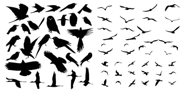 Vogels pictogrammen set Vector illustratie witte achtergrond - Vector, afbeelding