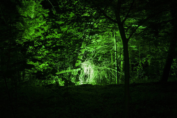Fantaisie Forêt de fées Magie Nuit noire Mystique
. - Photo, image