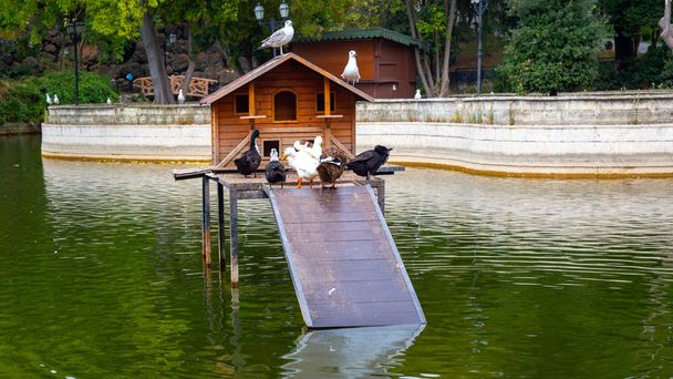 На озері є дерев'яний качиний будинок і білі, чорні качки і чайки
  - Фото, зображення