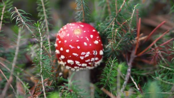 Аманіта Мускарія, отруйний гриб на природному тлі лісу.. - Кадри, відео