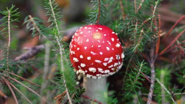 Amanita Muscaria, fungo velenoso sullo sfondo della foresta naturale
. - Filmati, video