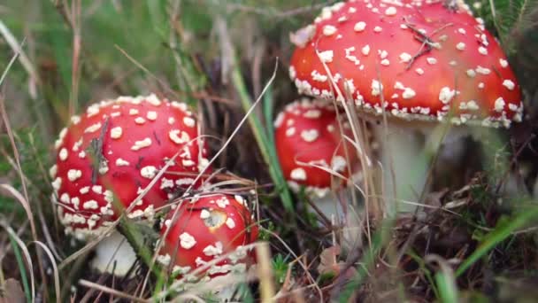 Amanita Muscaria in de herfst. Vlieg-agarisch in een herfstbos. Giftige paddenstoel. - Video