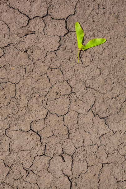 ξηρό έδαφος ραγισμένα - Φωτογραφία, εικόνα