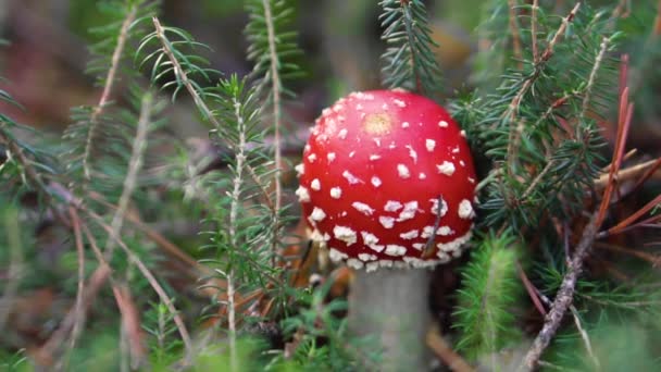 Amanita Muscaria in de herfst. Vlieg-agarisch in een herfstbos. Giftige paddenstoel. - Video