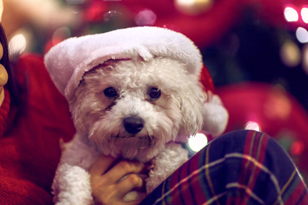 милий цуценя в капелюхах Санти на різдвяний подарунок. собака в капелюхах Санти
  - Фото, зображення