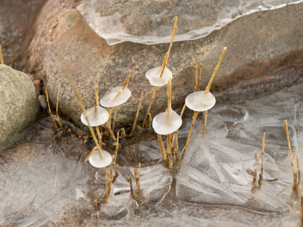 абстрактный образ замороженной тростника. размытые контуры движущейся воды. подходит для фона
 - Фото, изображение