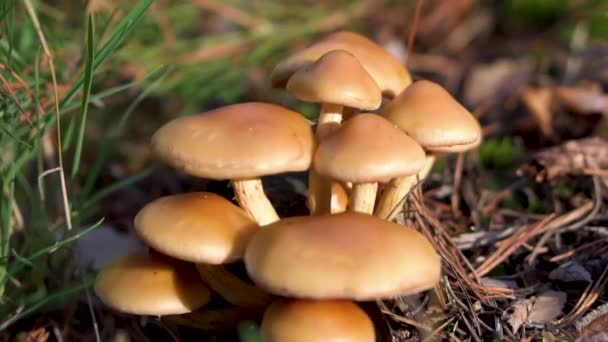 Група красивих грибів грибів, медоносних агариків кухнероміцез у літньому лісі
. - Кадри, відео