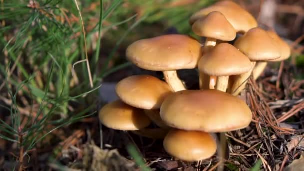 Grupo de belos fungos de cogumelos, mel agarics kuehneromyces mutabilis em floresta de verão selvagem
. - Filmagem, Vídeo
