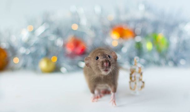 Cute grey little rat looking in frame and sitting next to christmas tree on the soft light beige background with beautiful luminous grey blur and Christmas balls - Photo, Image