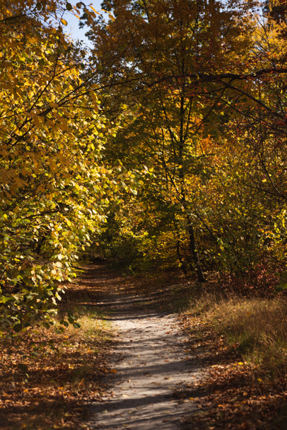 bosque otoñal pintoresco con follaje dorado y camino a la luz del sol
 - Foto, Imagen