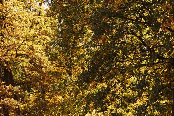 scenic autumnal forest with golden foliage in sunlight - Photo, Image