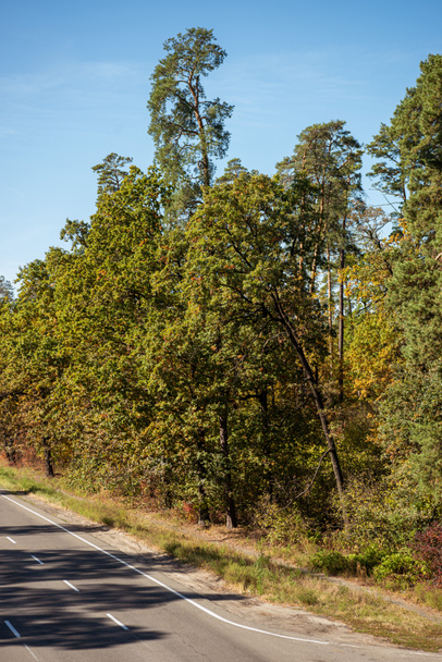 floresta outonal cênica com folhagem dourada e caminho à luz solar
 - Foto, Imagem