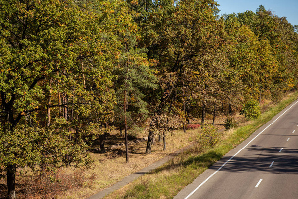 forêt automnale pittoresque avec feuillage doré et route ensoleillée
 - Photo, image