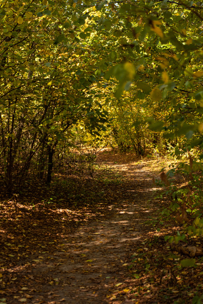festői őszi erdő arany lombozattal és a napfényben vezető úttal - Fotó, kép