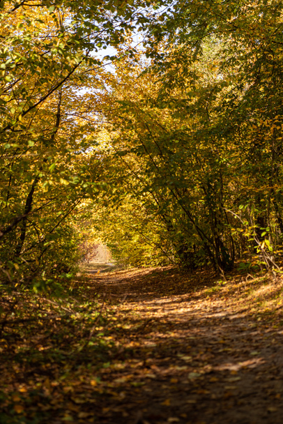 scenic autumnal forest with golden foliage and path in sunlight - Valokuva, kuva
